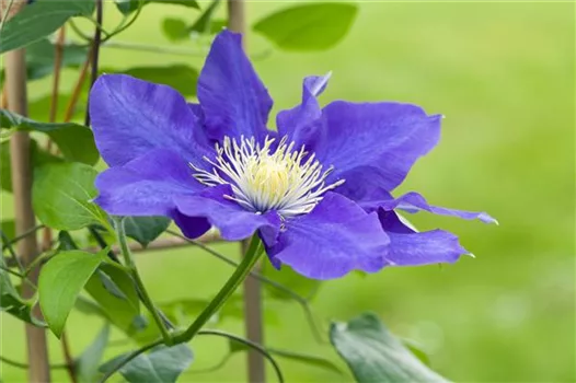 Clematis – die robuste Kletterpflanze im Garten