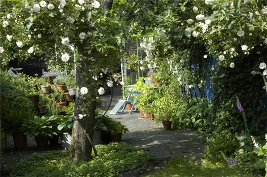 Kletterpflanzen im Garten - hoch hinaus und noch viel weiter!