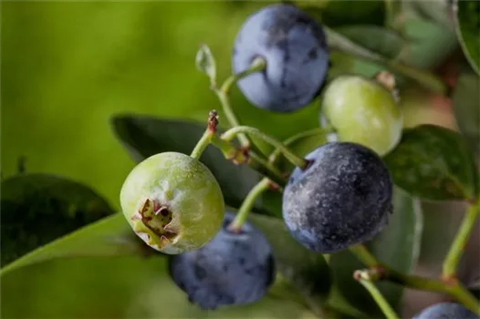 Heidelbeeren – die blauen Super-Beeren