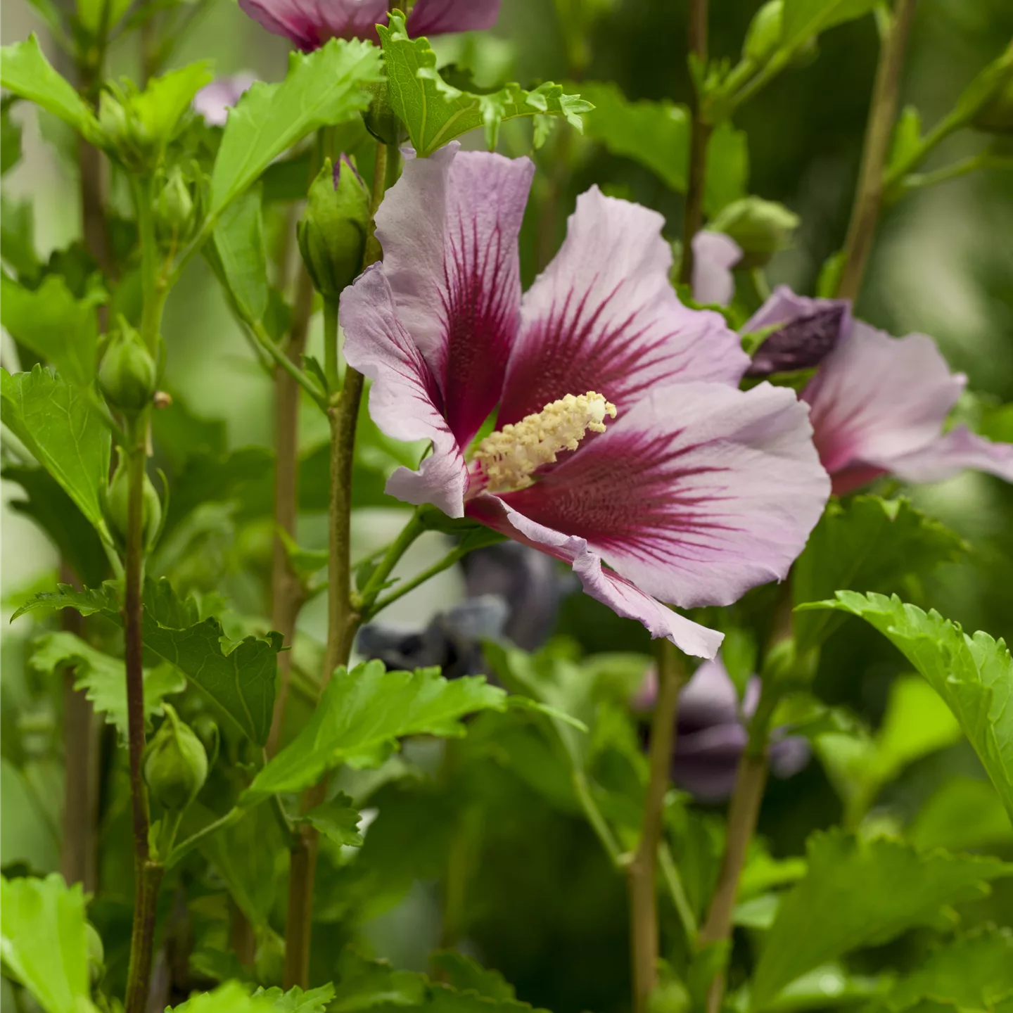 Der Hibiskus, ein grossartiges Mitglied im Garten-Ensemble