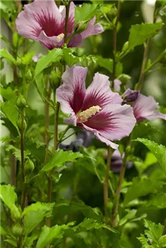 Der Hibiskus, ein grossartiges Mitglied im Garten-Ensemble