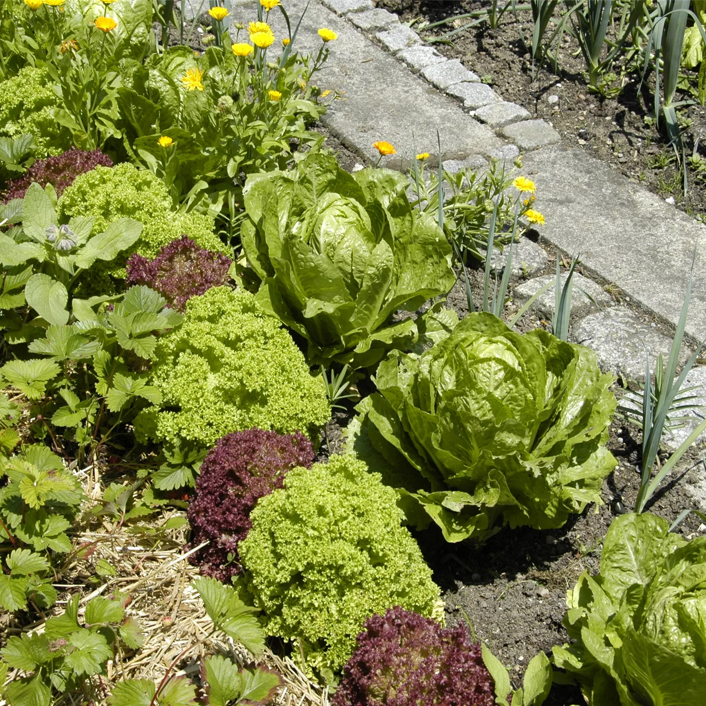 Der Gemüsegarten – weder spiessig noch langweilig