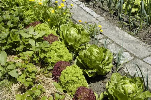 Der Gemüsegarten – weder spiessig noch langweilig