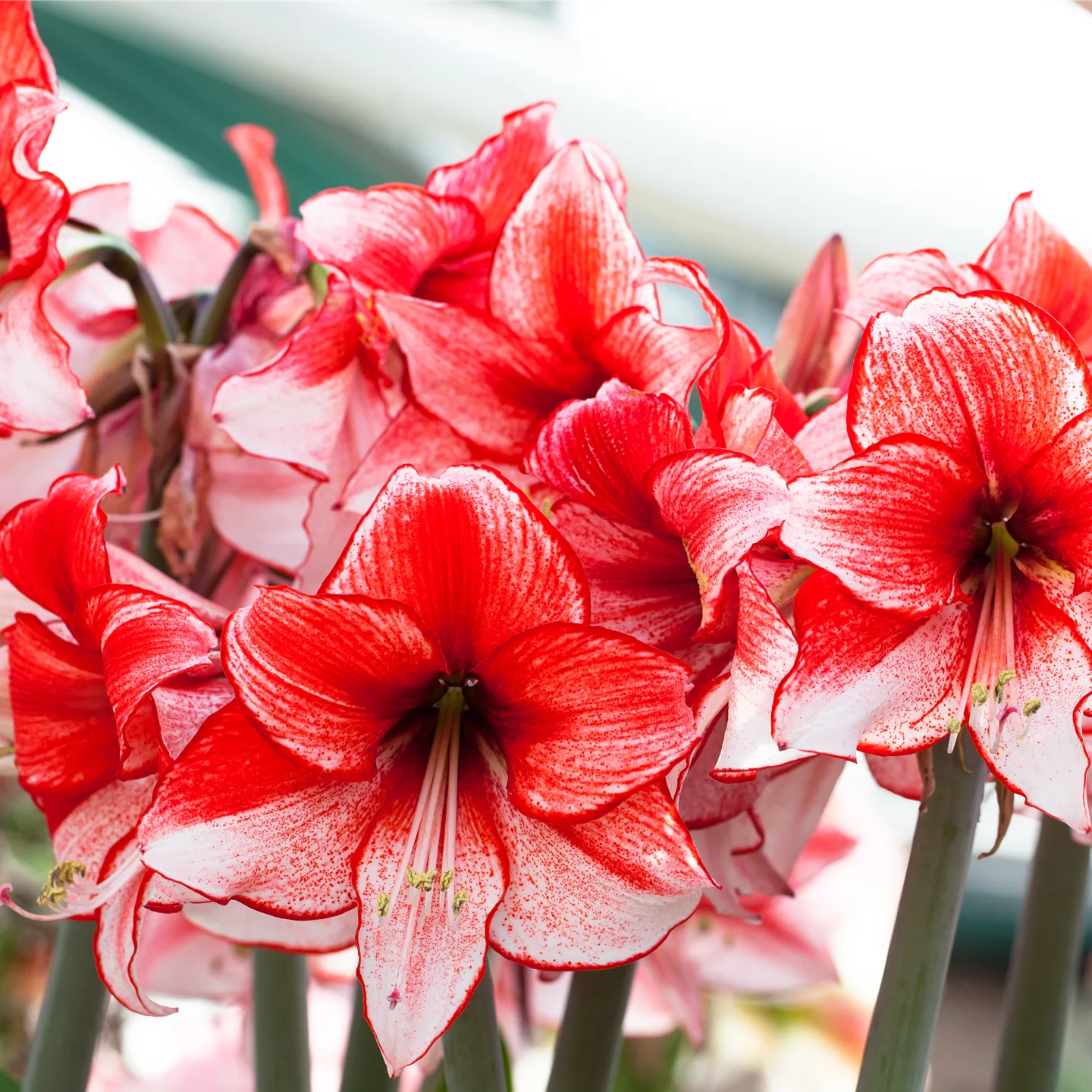 Amaryllis – pflanzen und pflegen im Haus