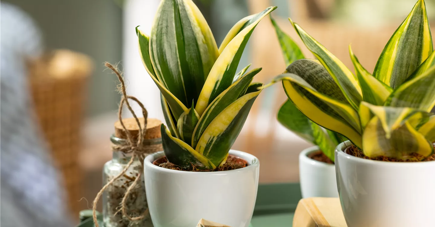 Sansevieria trifasciata 'Hahnii Jade Pagoda' (GS650825.jpg)