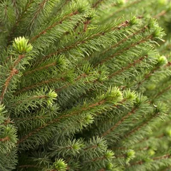 Picea omorika