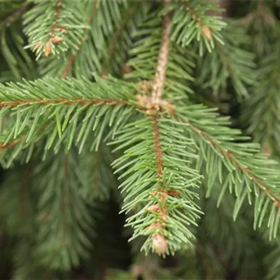 Picea abies 'Acrocona'