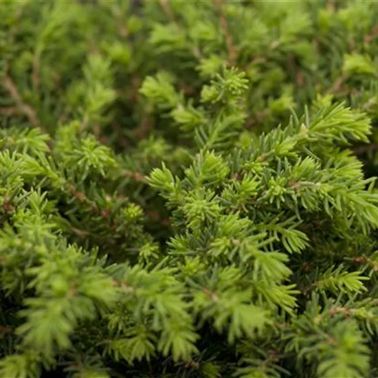 Picea abies 'Echiniformis'