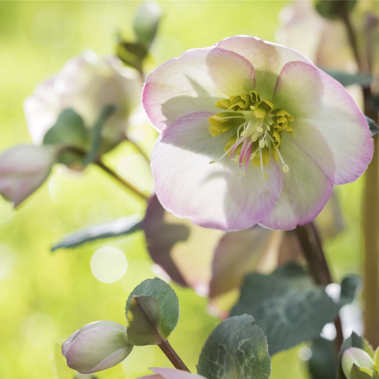 Fleur primeur - zarte Frühlingsgrüsse aus dem Blumengarten