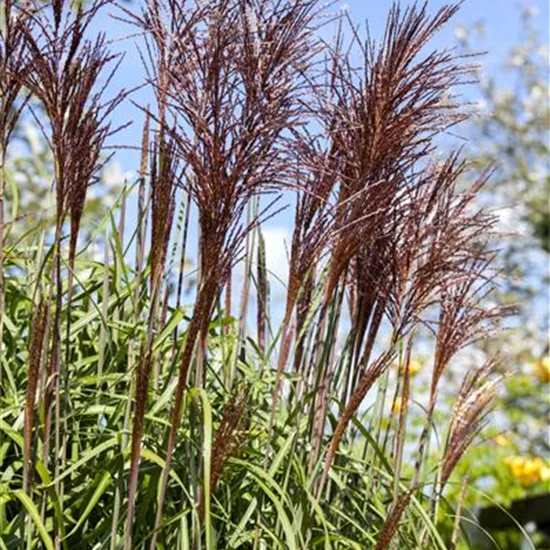 Miscanthus sinensis 'Ghana'