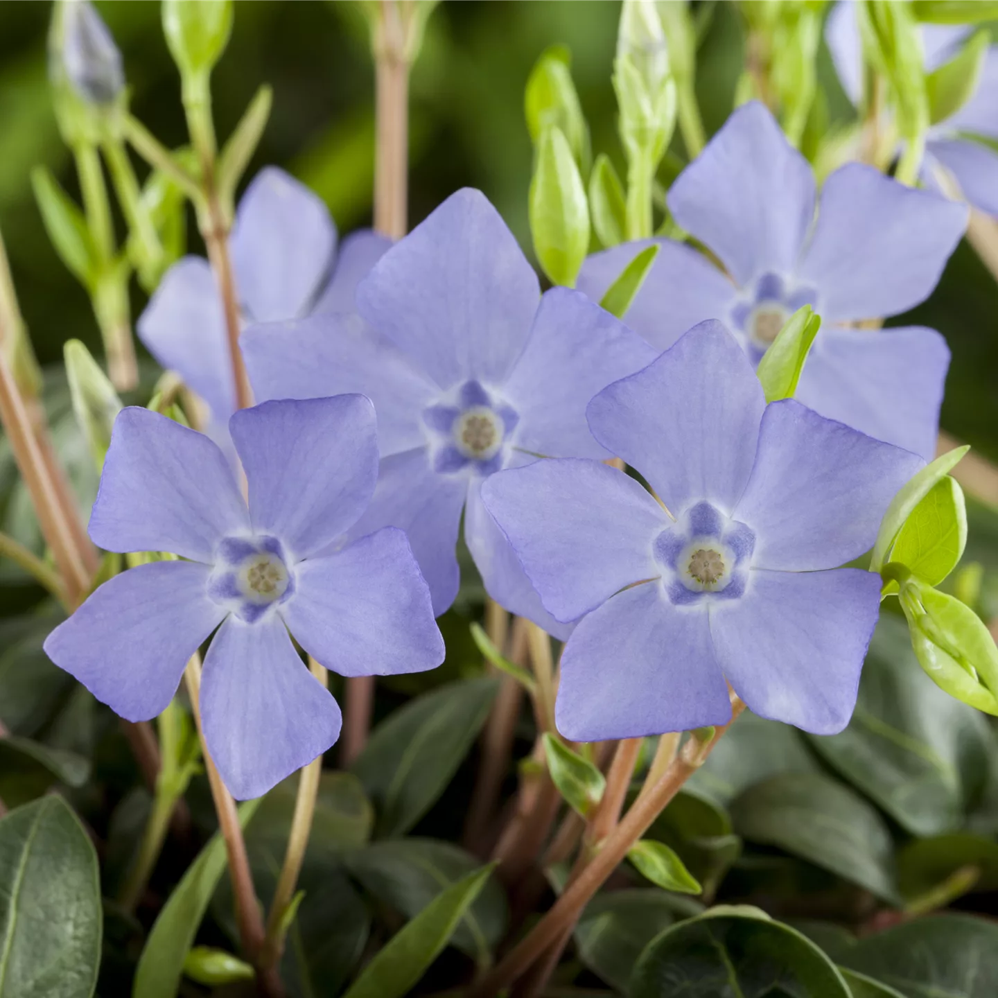 Vinca minor