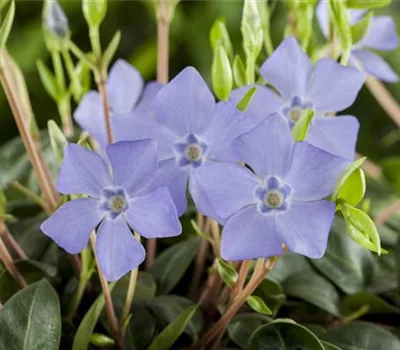 Vinca minor