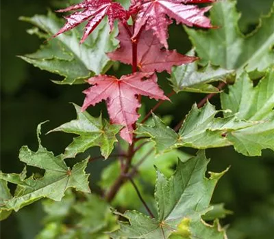 Acer platanoides 'Crimson Sentry'