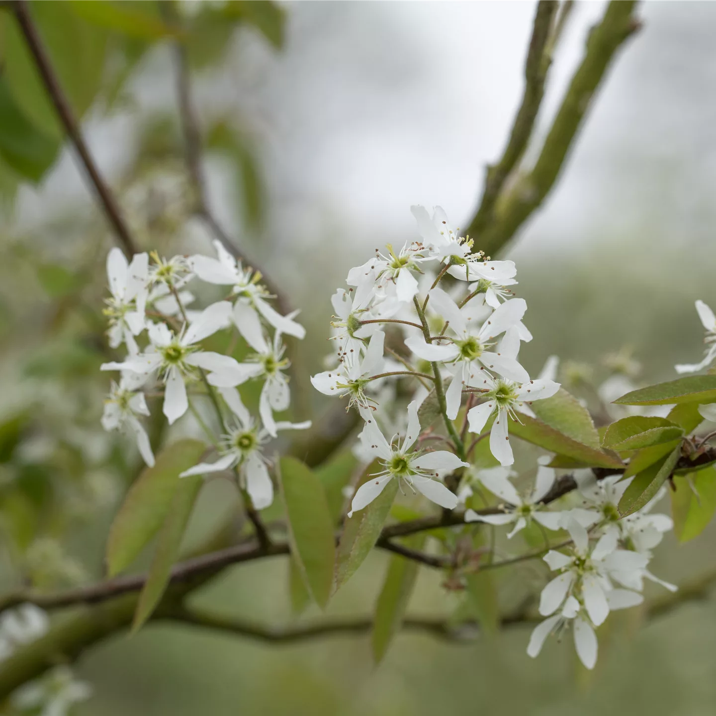 Amelanchier laevis