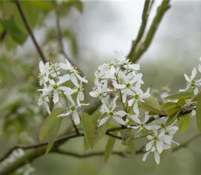 Amelanchier laevis