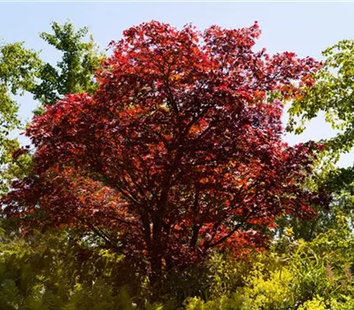 Acer palmatum 'Beni-maiko'