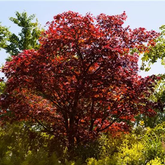 Acer palmatum 'Beni-maiko'