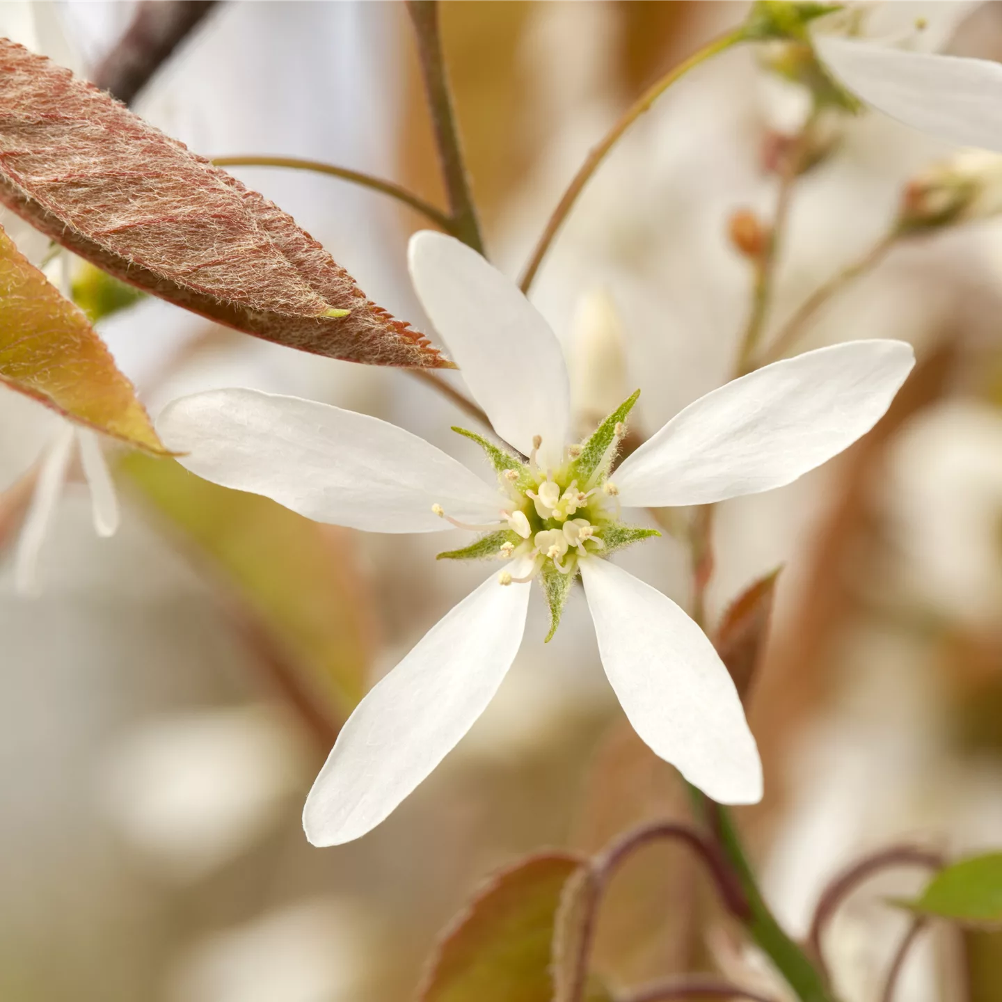 Amelanchier lamarckii