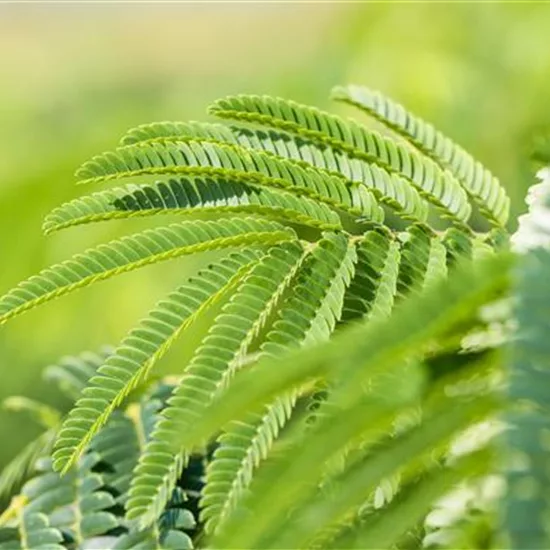 Albizia julibrissin