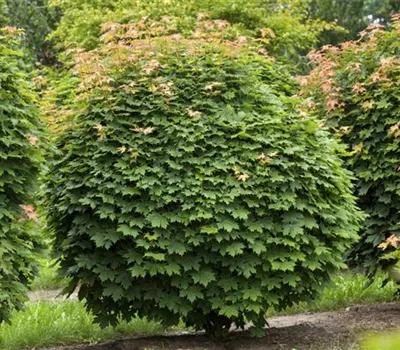 Acer platanoides 'Globosum'