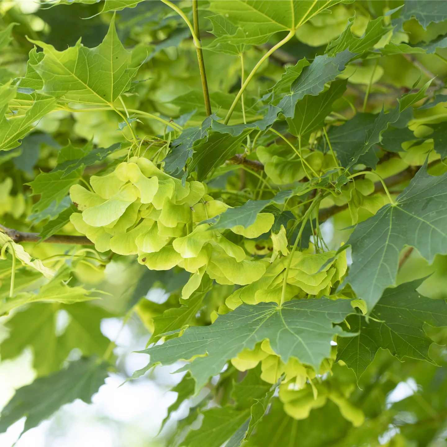 Acer platanoides 'Cleveland'