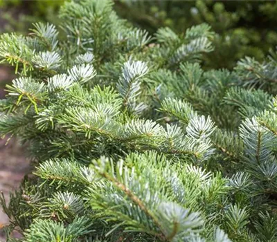 Abies veitchii 'Heddergott'