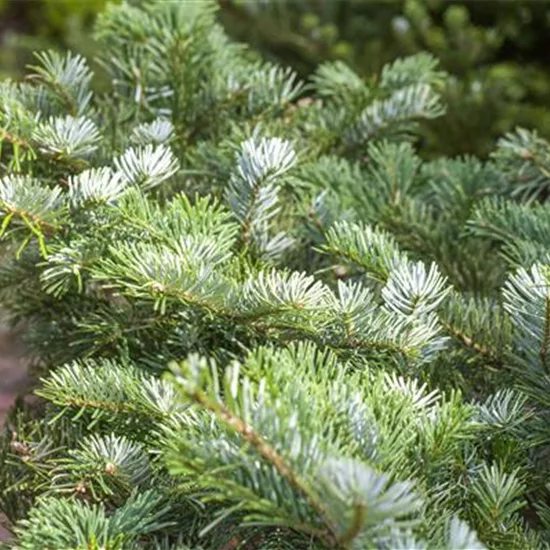 Abies amabilis 'Spreading Star'