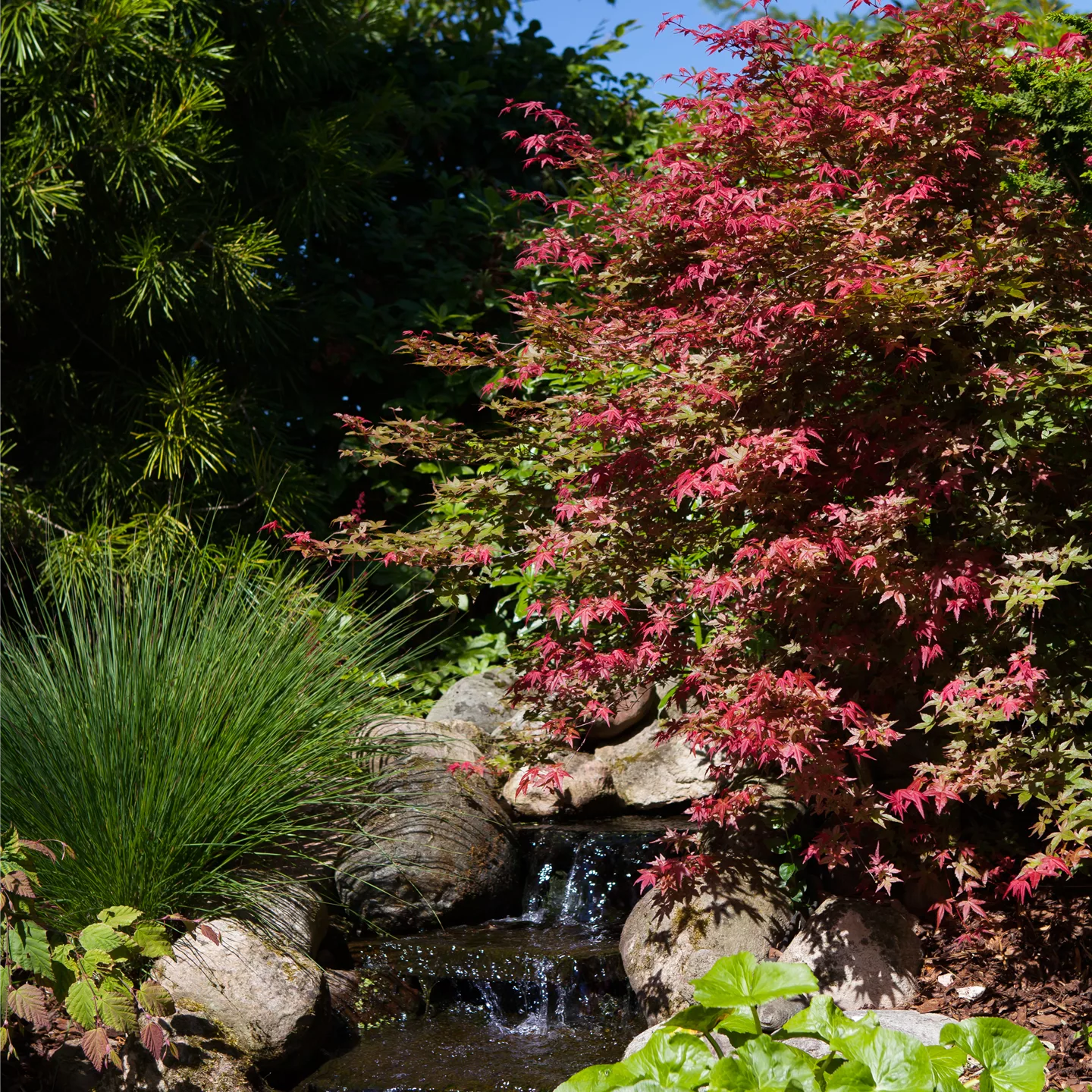 Acer palmatum 'Corallinum'