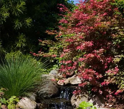 Acer palmatum 'Corallinum'