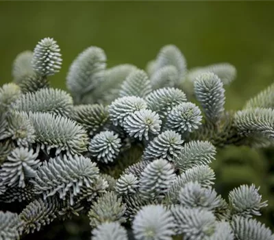 Abies pinsapo 'Glauca'