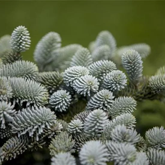 Abies pinsapo 'Glauca'