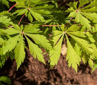 Acer japonicum 'Aconitifolium'