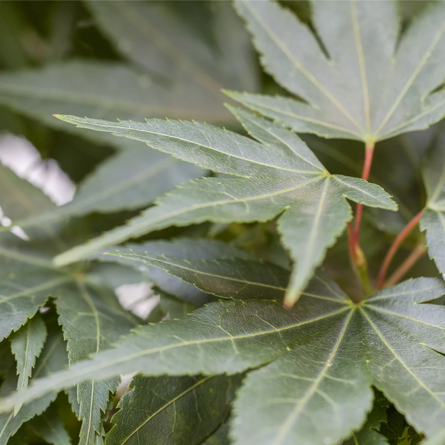 Acer palmatum 'Mikawa-yatsubusa'