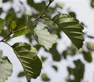 Alnus glutinosa