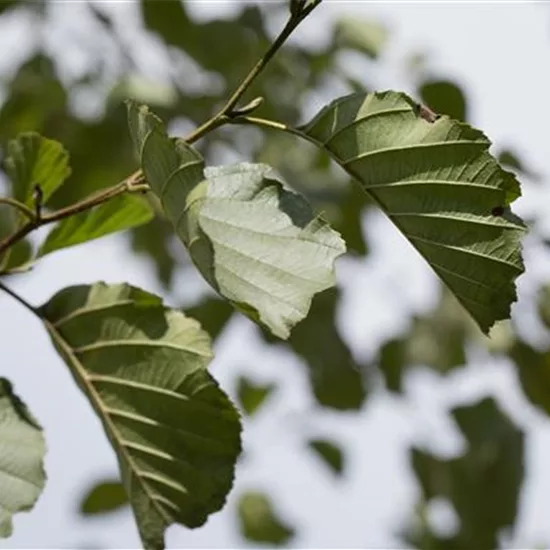 Alnus glutinosa