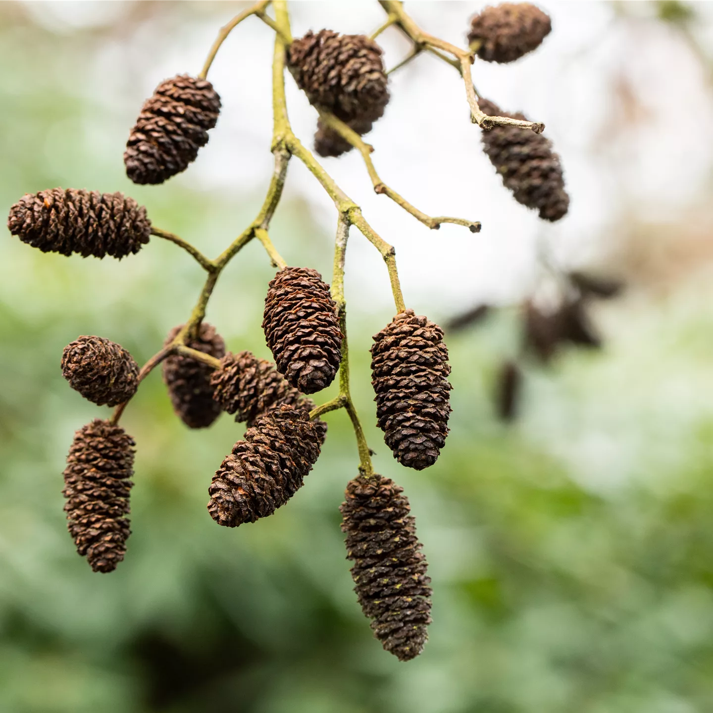 Alnus viridis