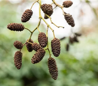 Alnus viridis