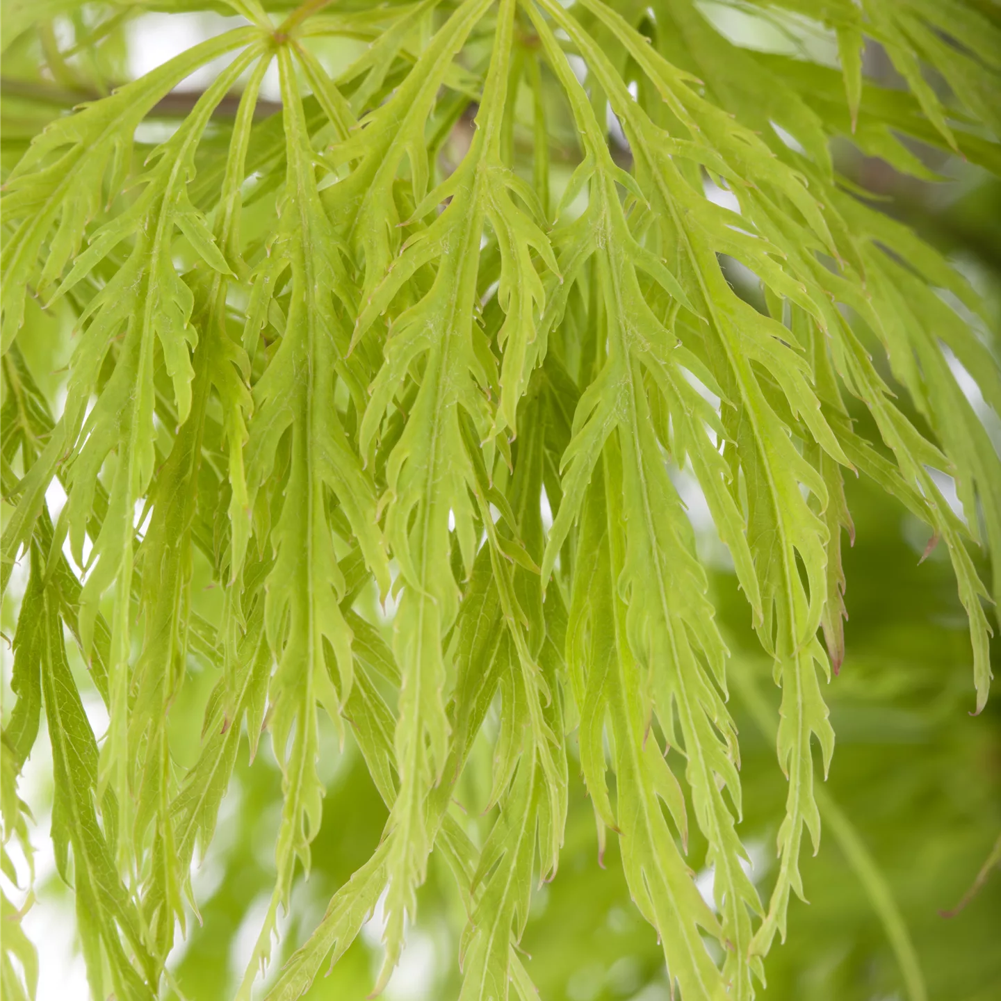 Acer palmatum 'Dissectum'