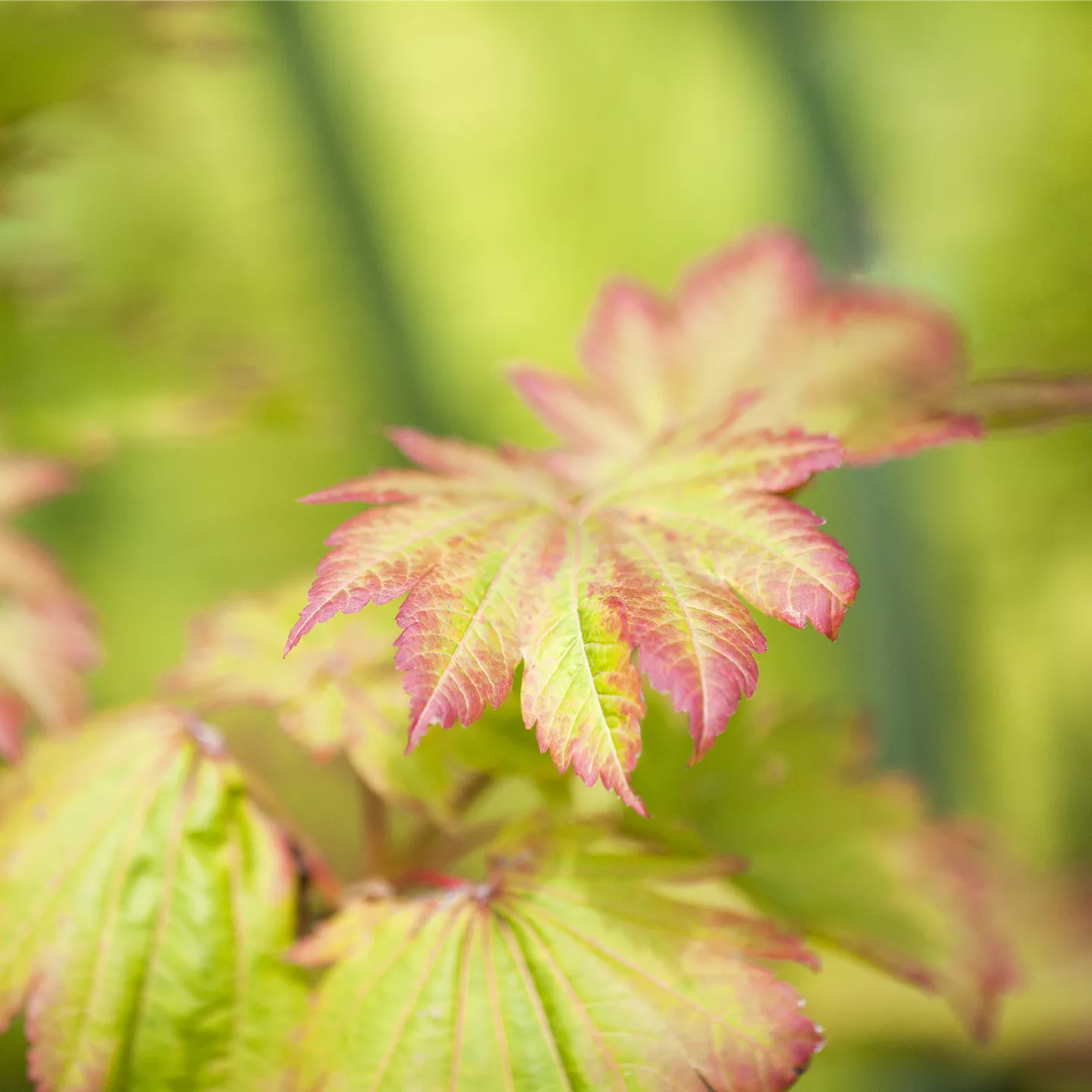 Acer japonicum 'Vitifolium'