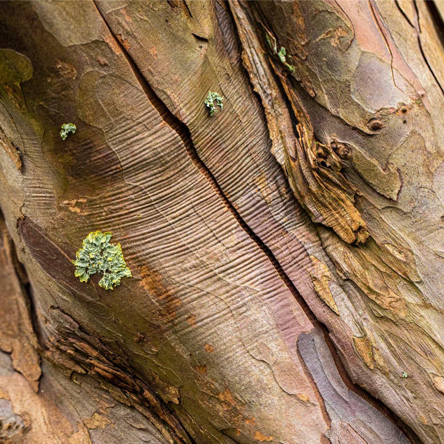 Acer pseudoplatanus