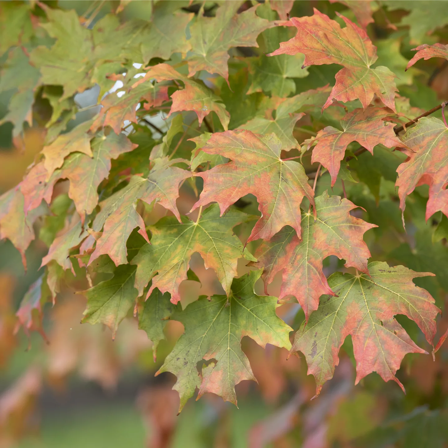 Acer saccharum