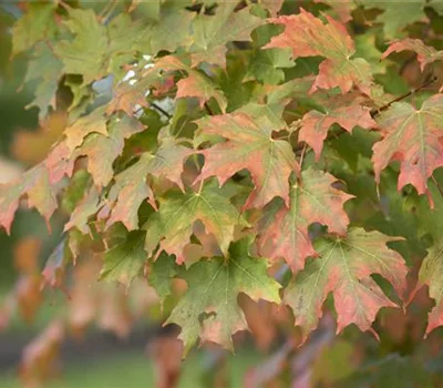 Acer saccharum