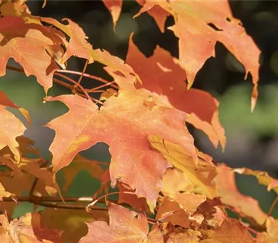 Acer x orientalia 'Minorient'