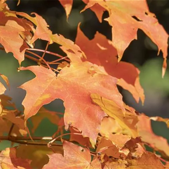 Acer x orientalia 'Minorient'