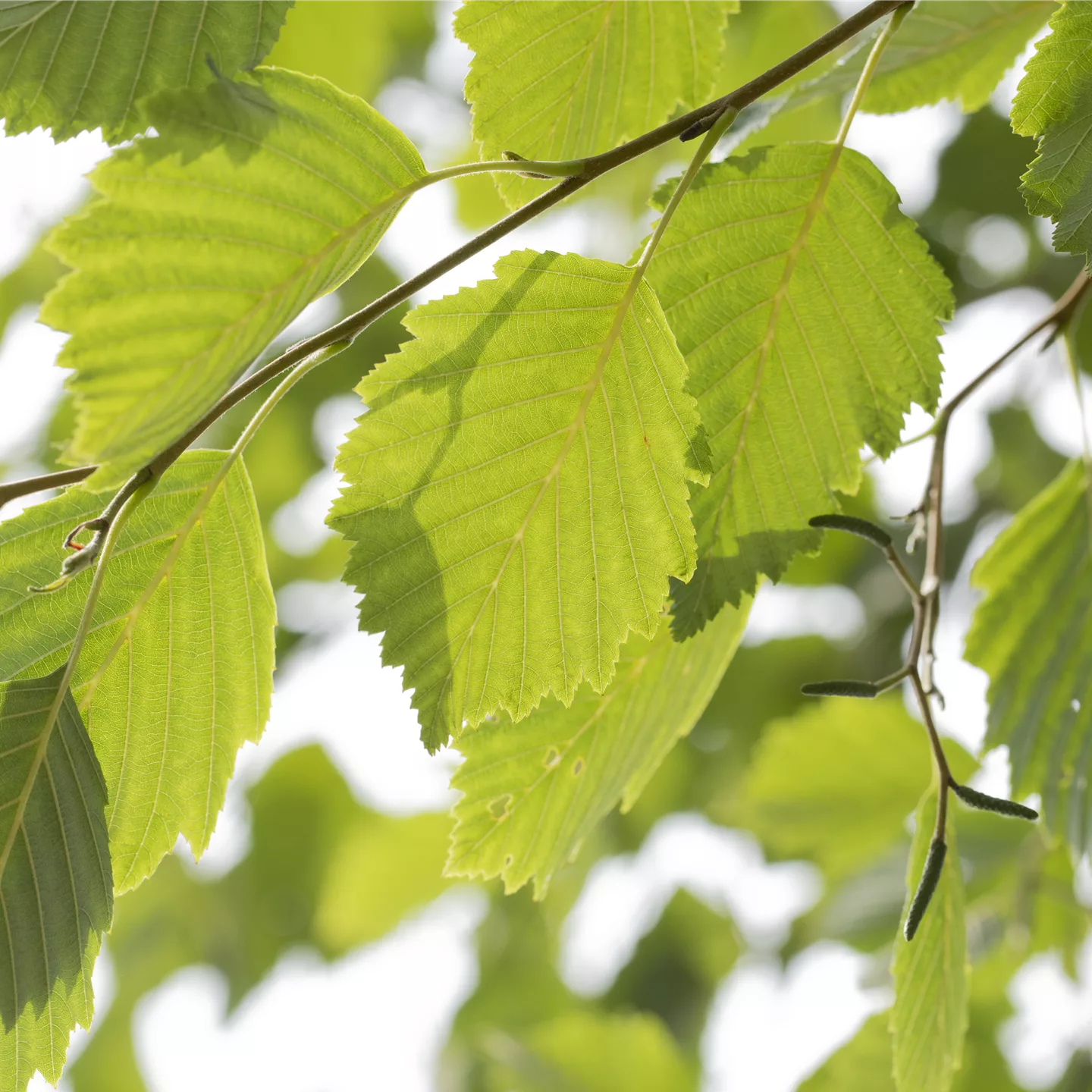 Alnus incana