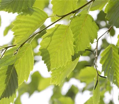 Alnus incana