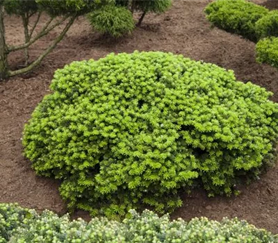 Abies koreana 'Green Carpet'