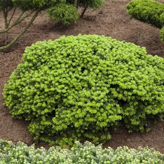 Abies koreana 'Green Carpet'