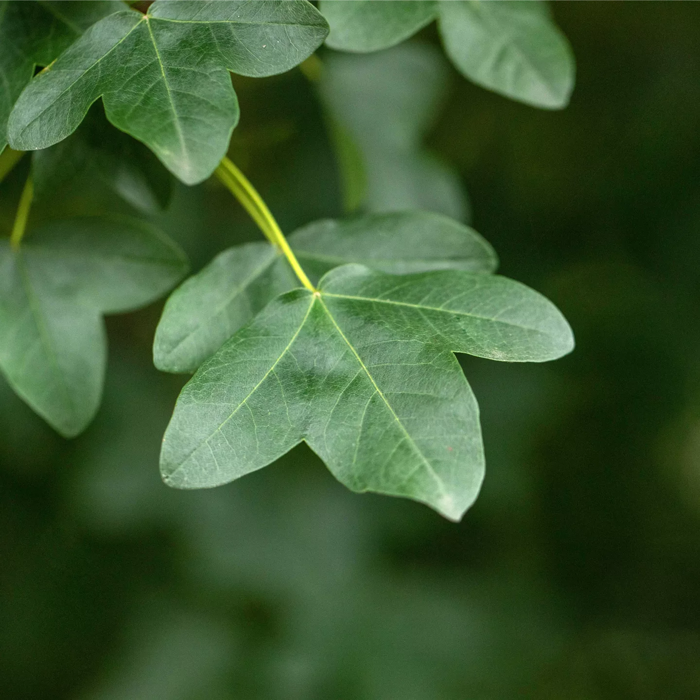 Acer monspessulanum