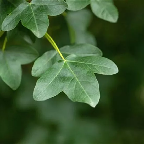 Acer monspessulanum